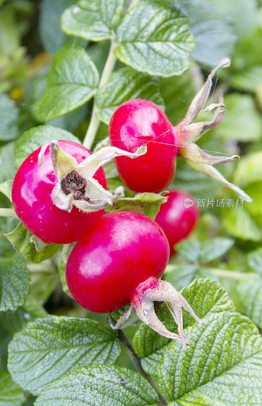 Rugosa Rose (Rugosa Rosa)臀部